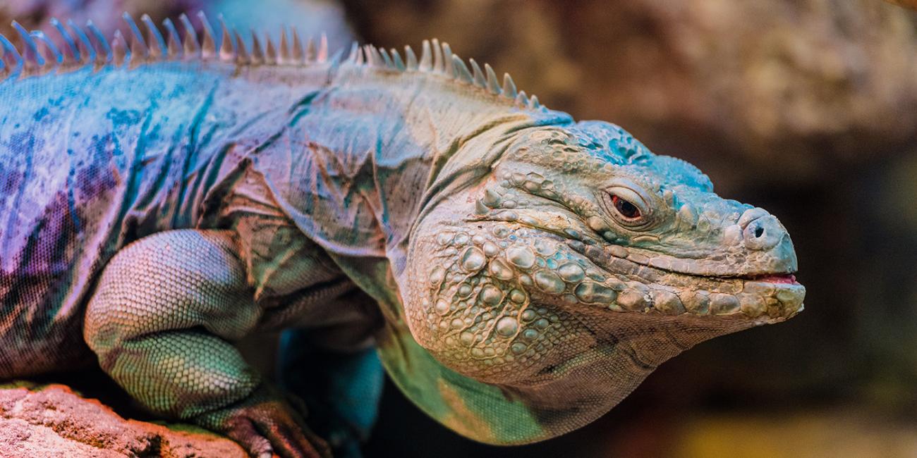 Cayman Island blue iguana