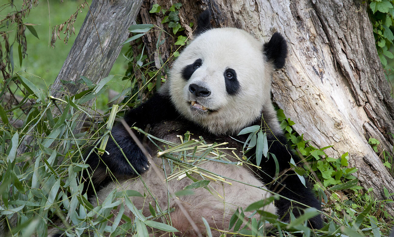 a giant panda eats bamboo