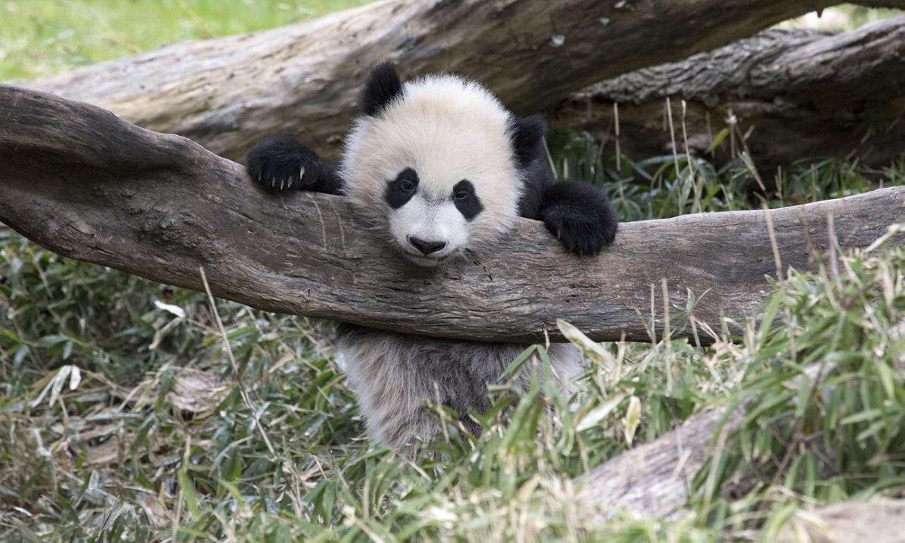 panda cub hanging over a log