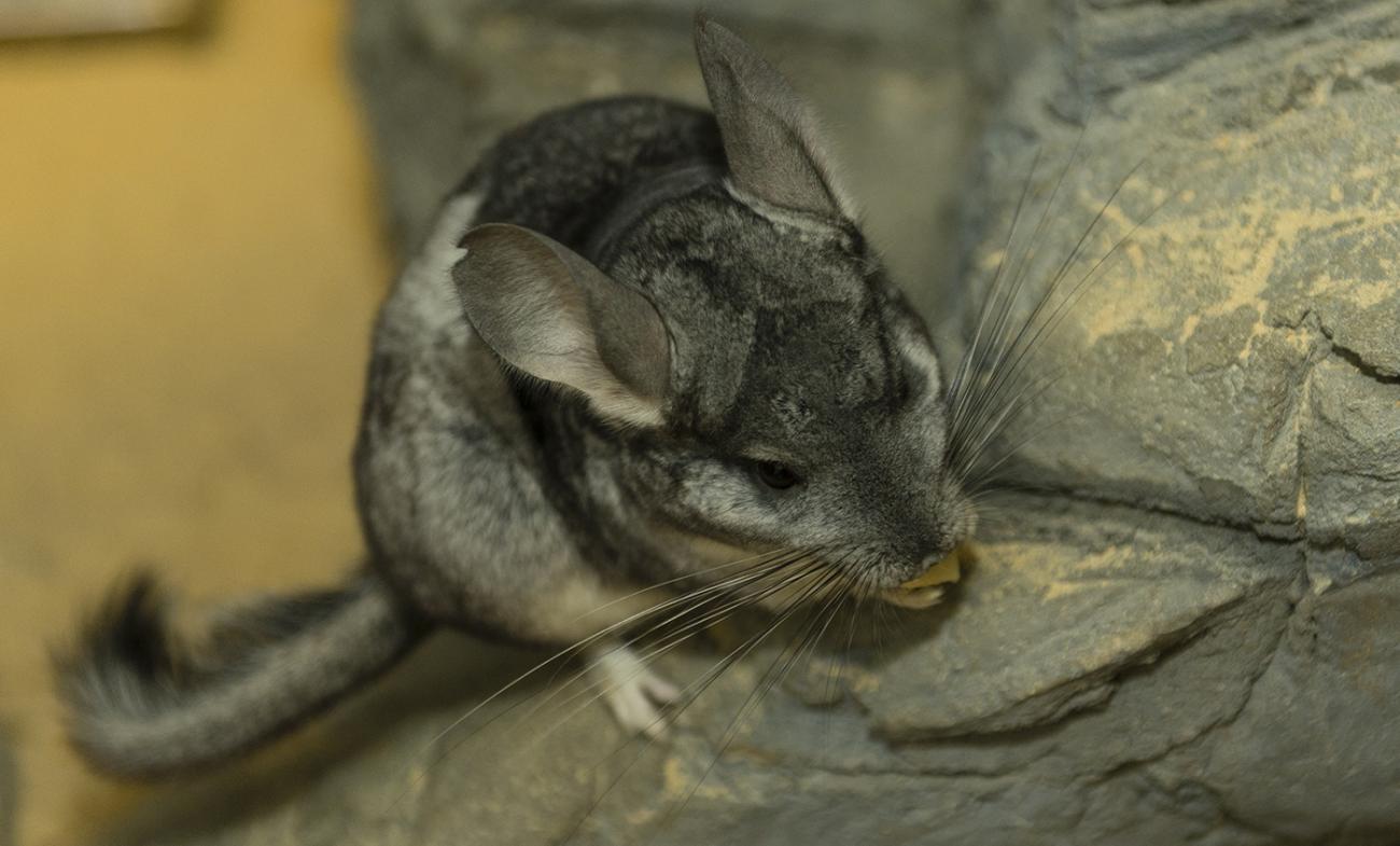 Luxuriant soft gray fur on a small mammal