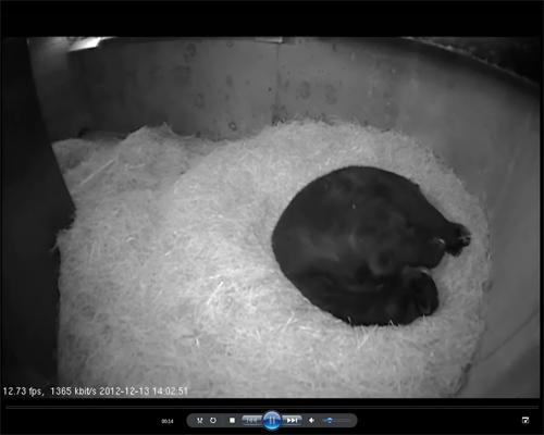 andean bear cub cam