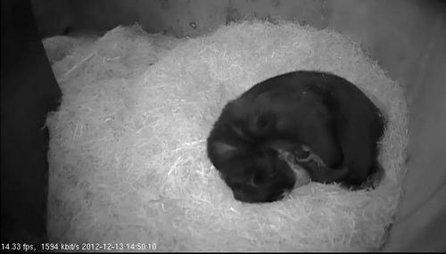 andean bear cub cam screen shot