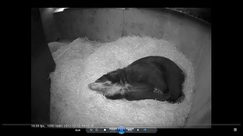 andean bear cub cam screen grab