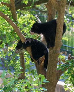 Andean bear cubs climbing