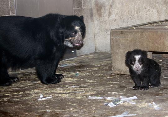 Female Cub with mother