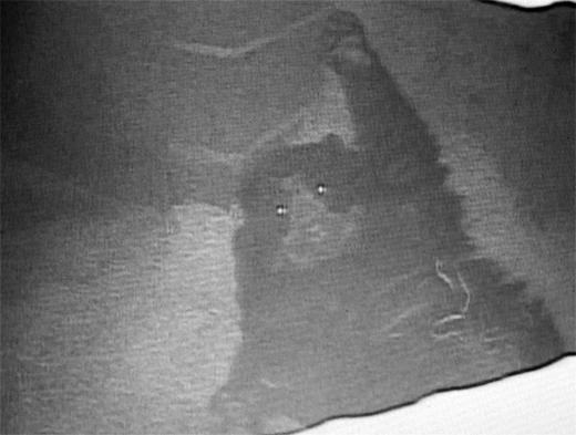 andean bear cub with one arm up on back