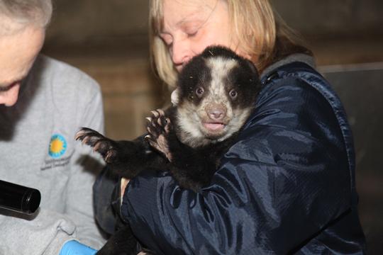 keeper holds a surprised cub