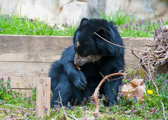 Chaska sniffs a leaf on her arm