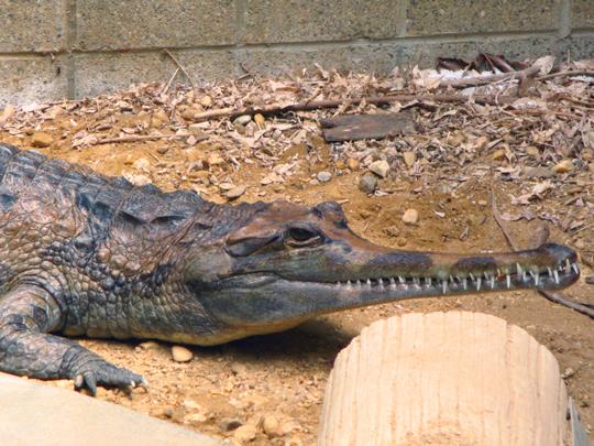 gharial in pen