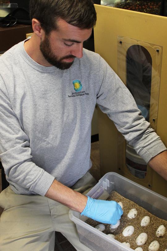 keeper with alligator eggs