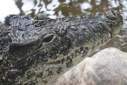 crocodile, Rose