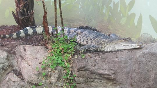 crocodile basks on shore by water