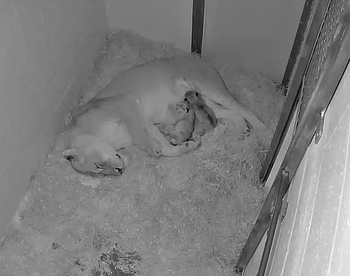 lion cubs nursing on mother in den