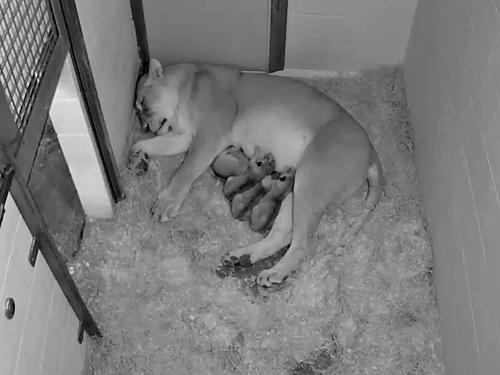 sheras nurses cubs in den caught on cam