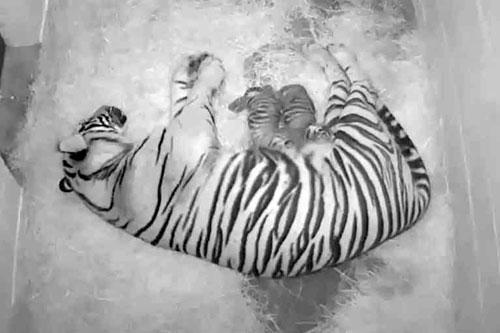 Damai and tiger cubs nursing on cam