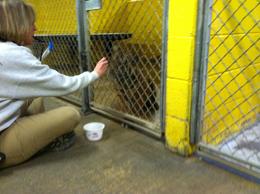 tiger cub does enrichment training with keeper, eats treat