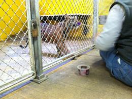 tiger cub does enrichment training with keeper