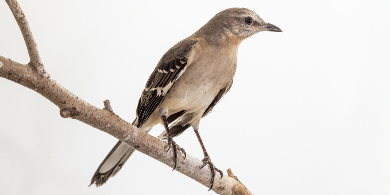 A northern mockingbird, a small songbird with a gray body, black and white wings, and a slightly downward curved gray beak, perches on a tree branch.