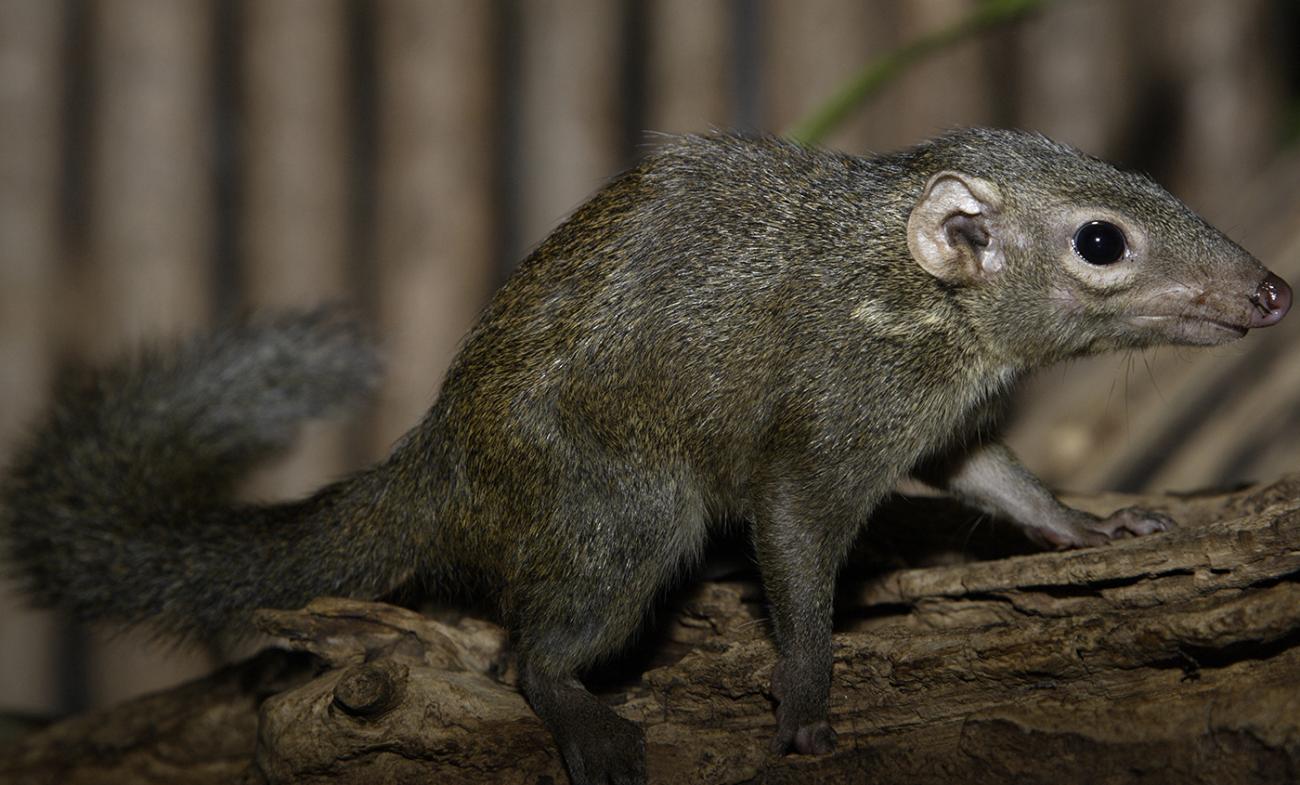 A bushy tail and a long snout on a grayish-black furry animal