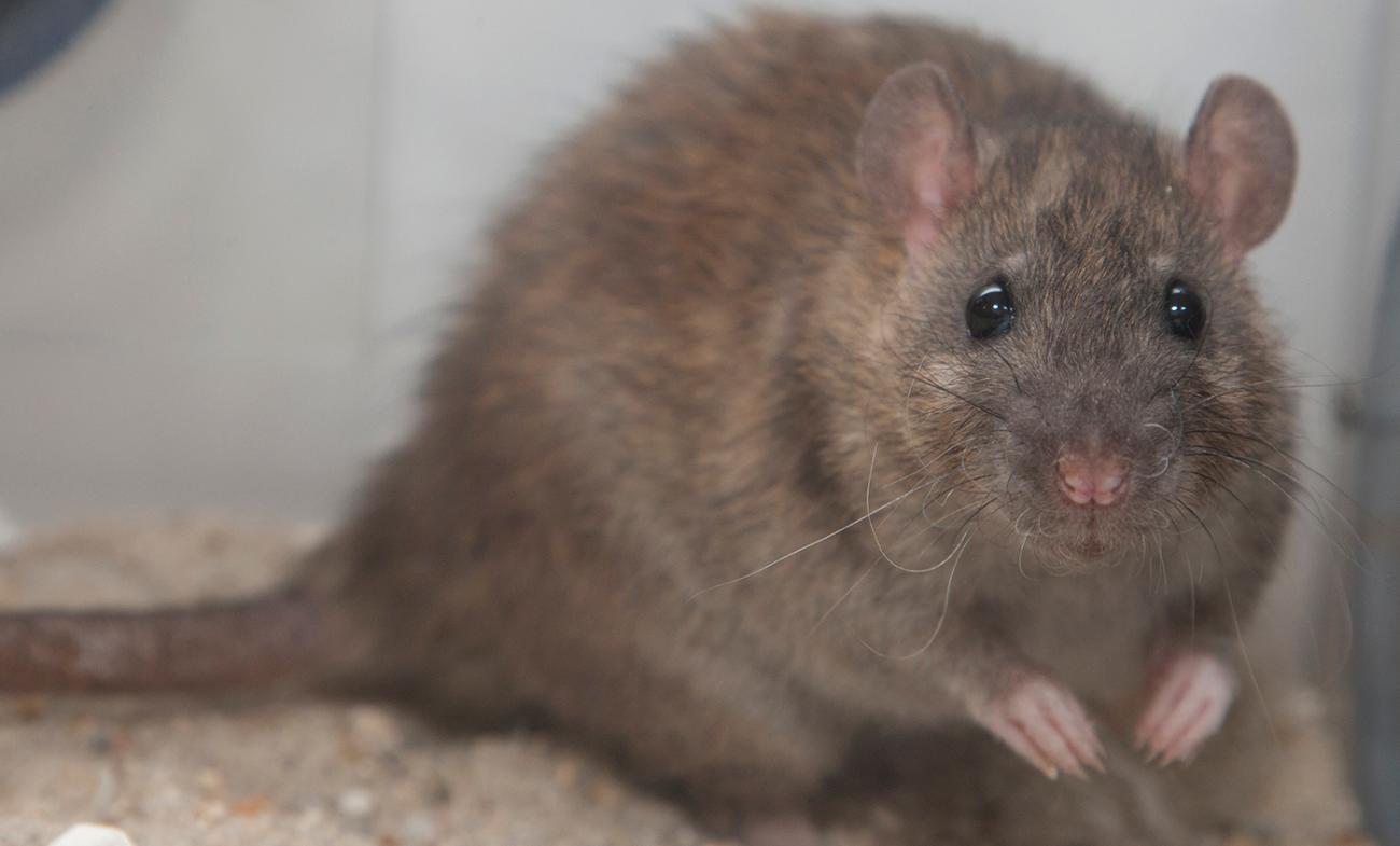 Small brown rodent with beady eyes, small ears, and a long tail