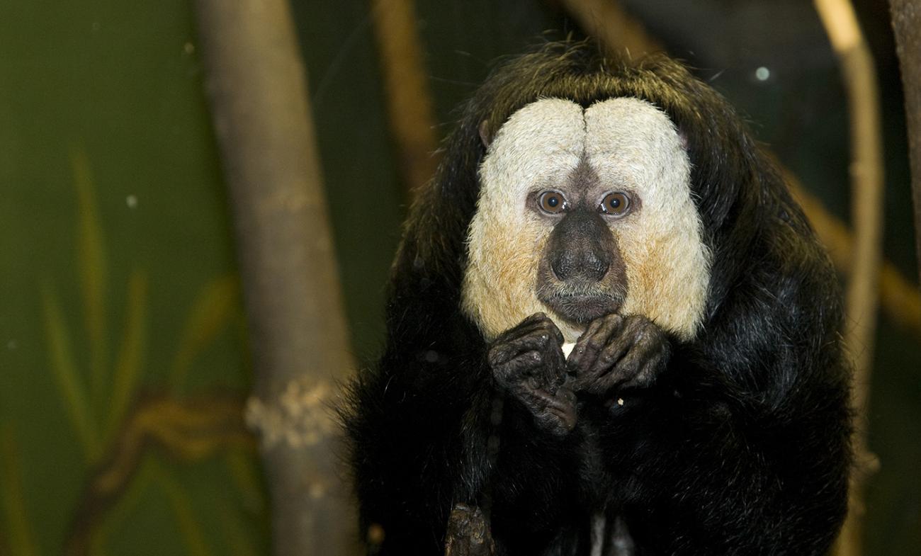 Black body and central face with enormous white patches on the face. The fingers are long and fine