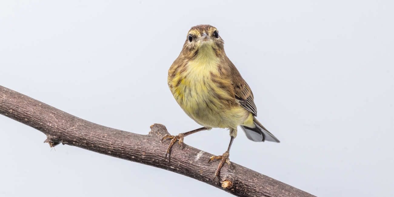 Forward profile of a male palm warbler, a small songbird with brown wings and a pale yellow belly with brown streaks, perches on a tree branch.