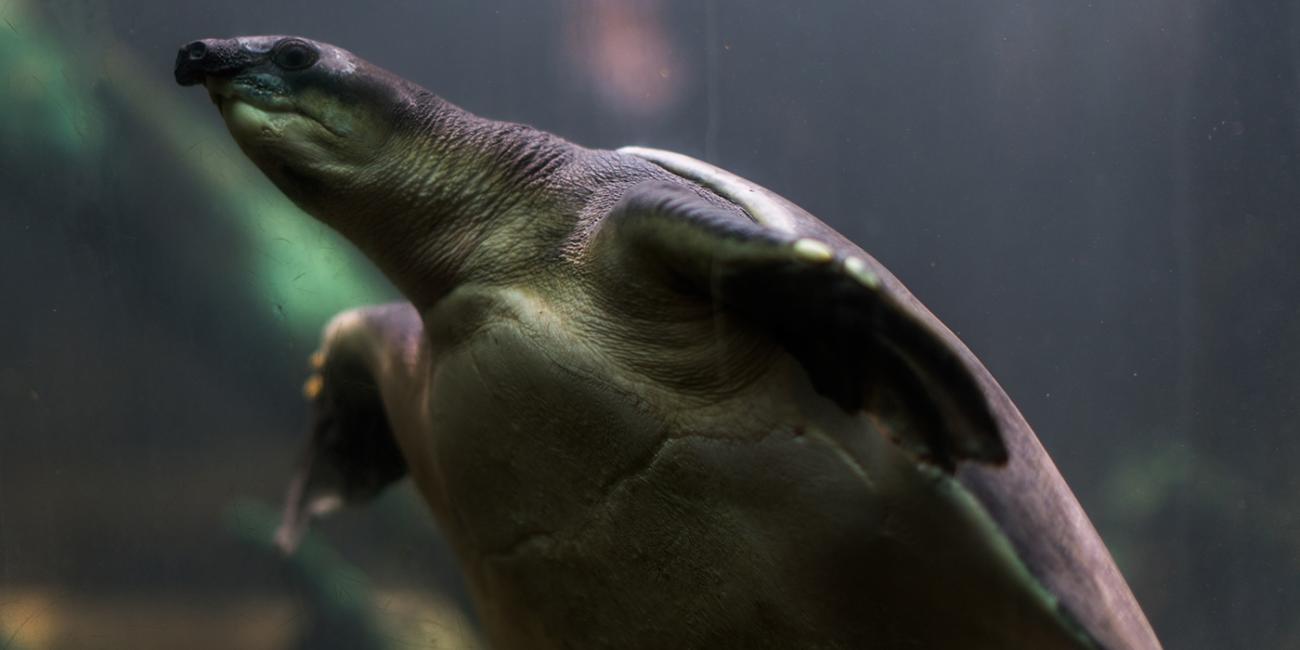 A fly river, or pig-nosed, turtle swimming through the water. It has leathery skin, flipper-like forelimbs and a large snout