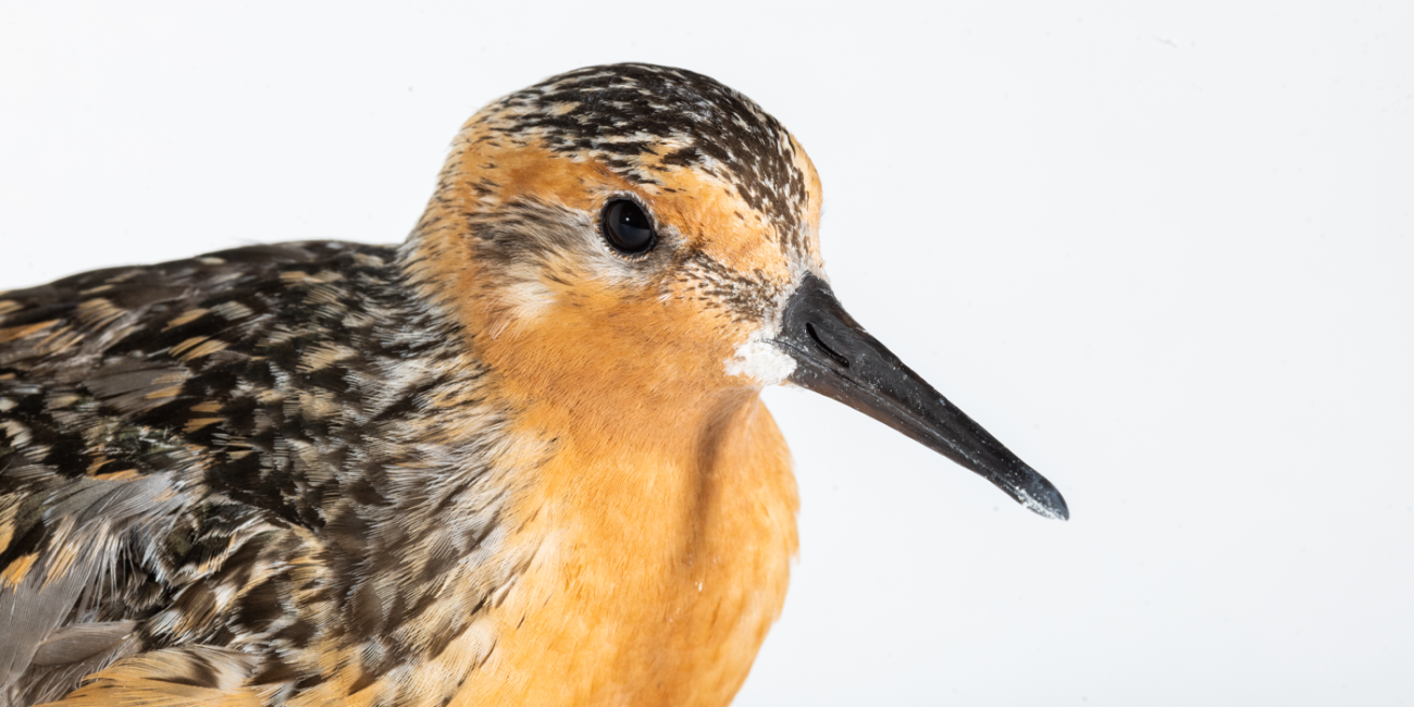 Close-up picture of a red knot's head. Rusty red plumage covers much of the bird's face. It has gray-brown feathers on the top of its head, black eyes and a long, gray beak.