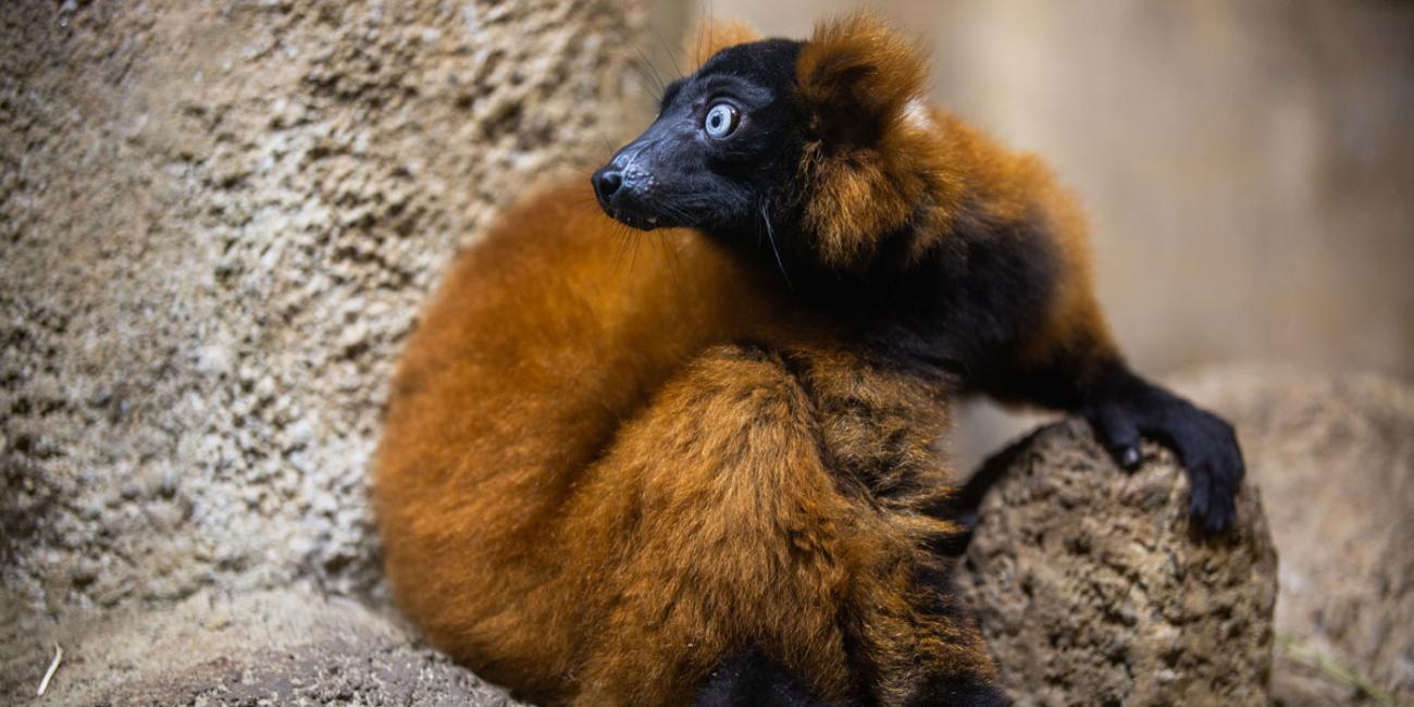 A red-ruffed lemur with thick, red fur, a black chest, face and hands, white eyes and red ear tufts sits on a rock