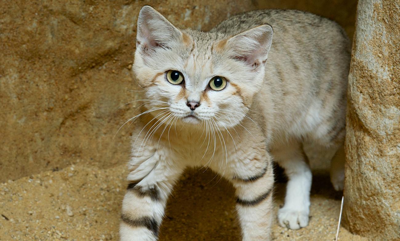 Sand cat