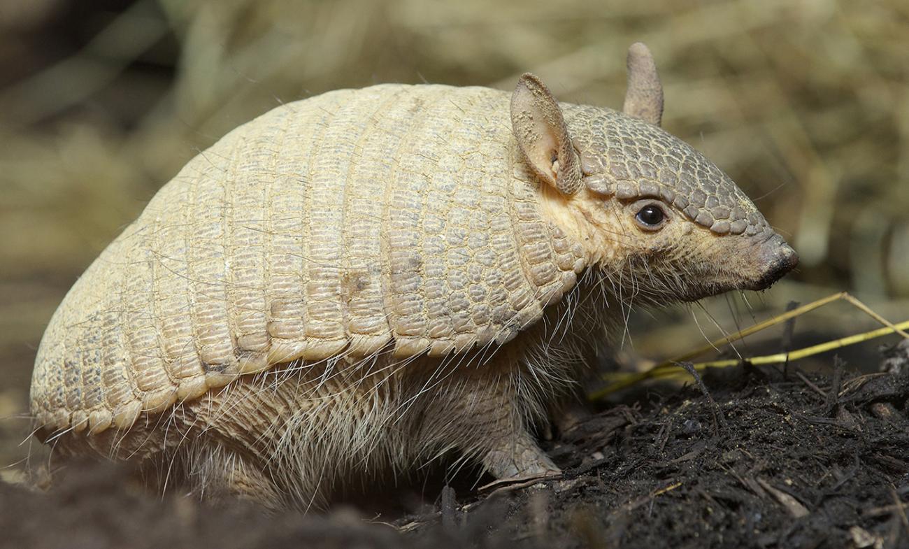 Screaming Hairy Armadillo straw background