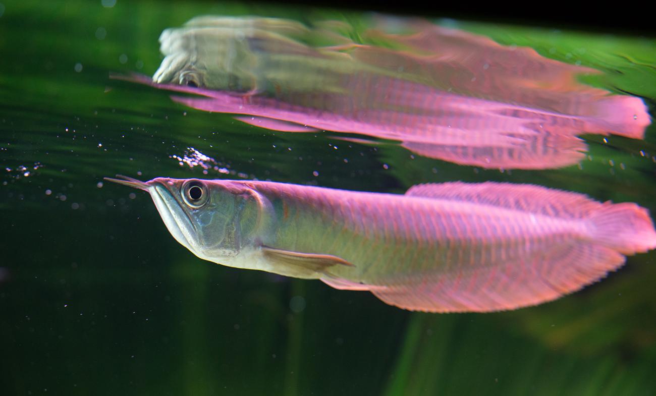 Long silver fish near the water's surface