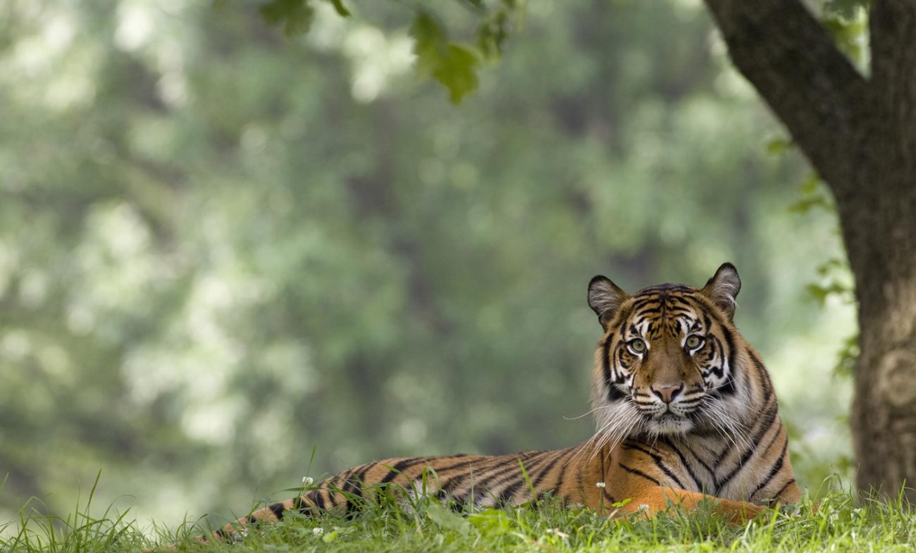 Sumatran tiger