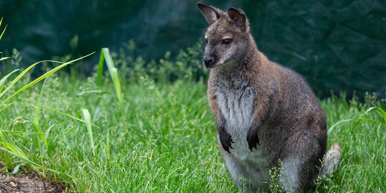 A small Bennett's wallaby, with brown fur, short arms and a long tail, standing in tall grass