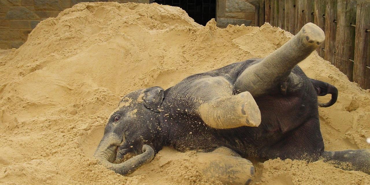 Asian elephant with sand enrichment