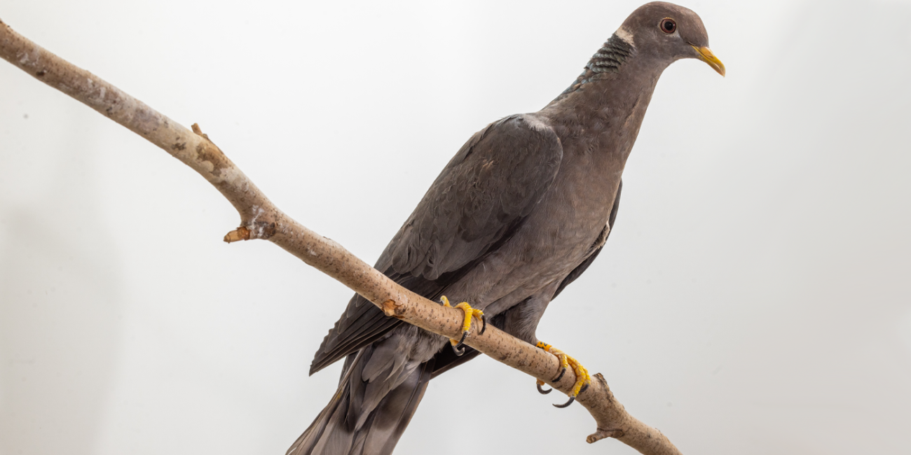 Side profile of a band-tailed pigeon, a gray bird with a yellow beak and a white ring around its neck, perching on a branch.