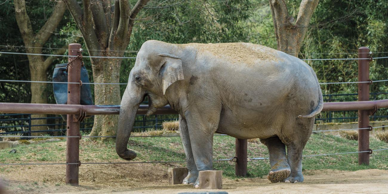 Asian elephant Bozie