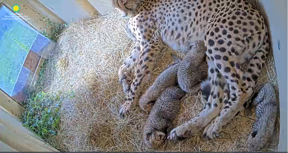 Echo with her cubs. Poster image for webcam