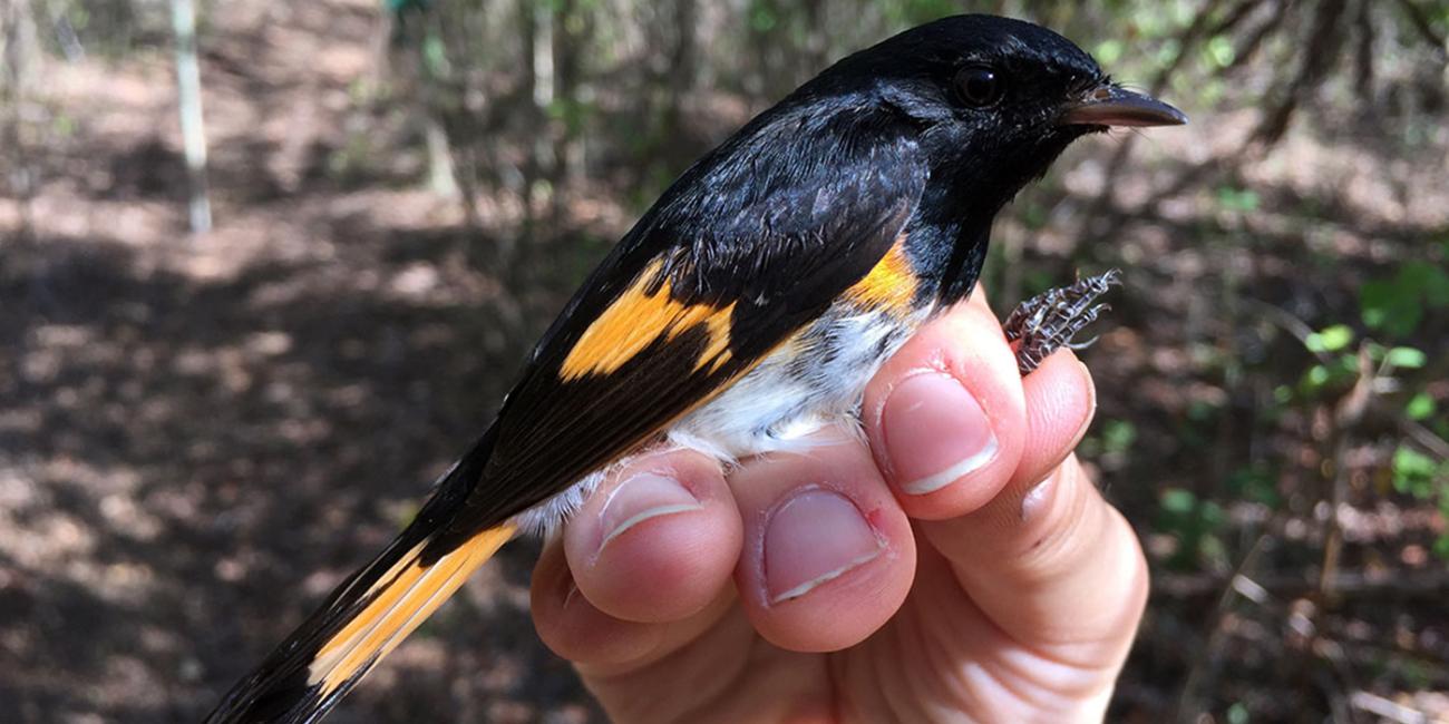 American redstart