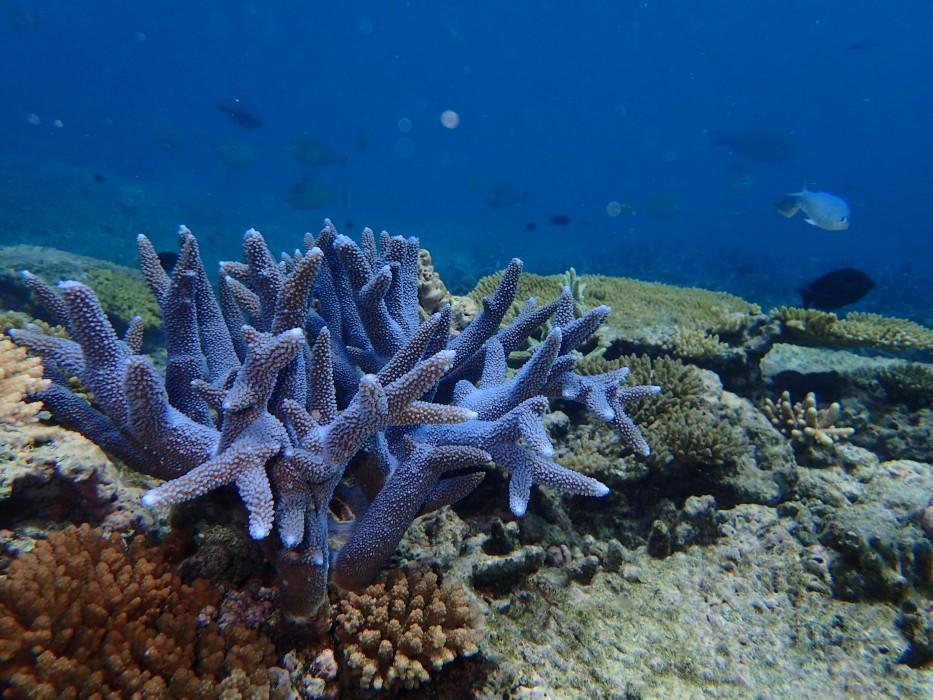 An underwater photo of a coral reef with a large coral in the foreground surrounded by smaller corals and fish swimming in the distance