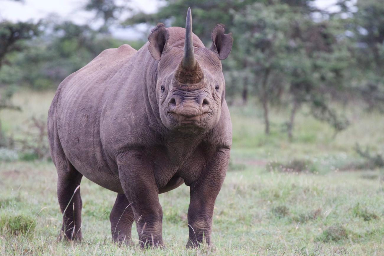 A black rhino with thick skin, large ears, a stocky body and a long horn protruding from the end of its snout