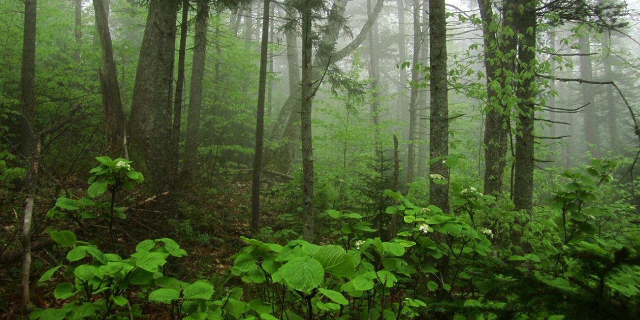 A forest scene