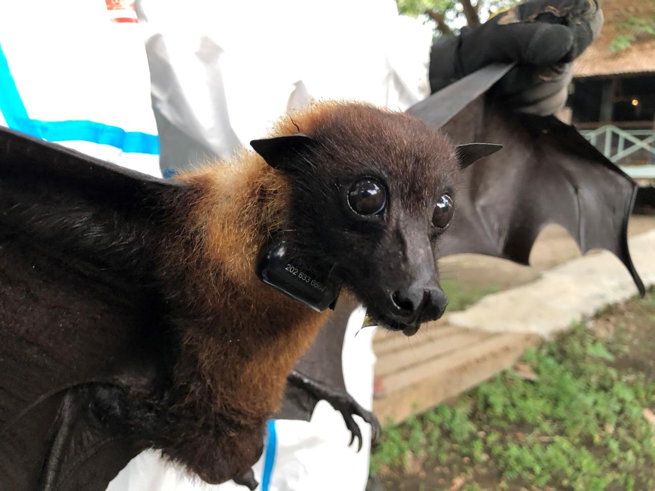 A wildlife veterinarian holds a large fruit bat wearing a satellite GPS trackin collar