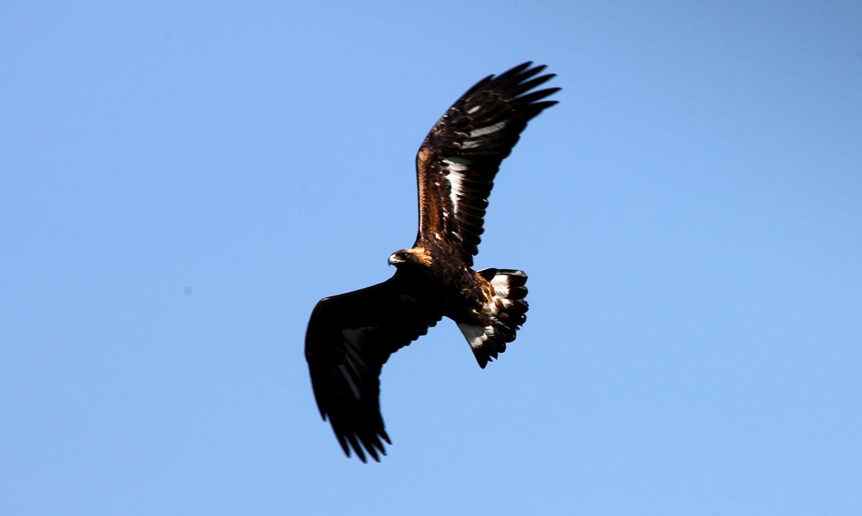 A golden eagle flying through the sky