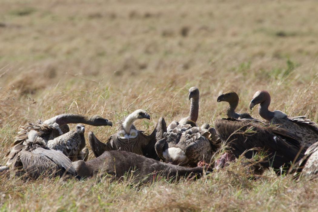 A group of vultures feeding on a carcass in the grass in Africa