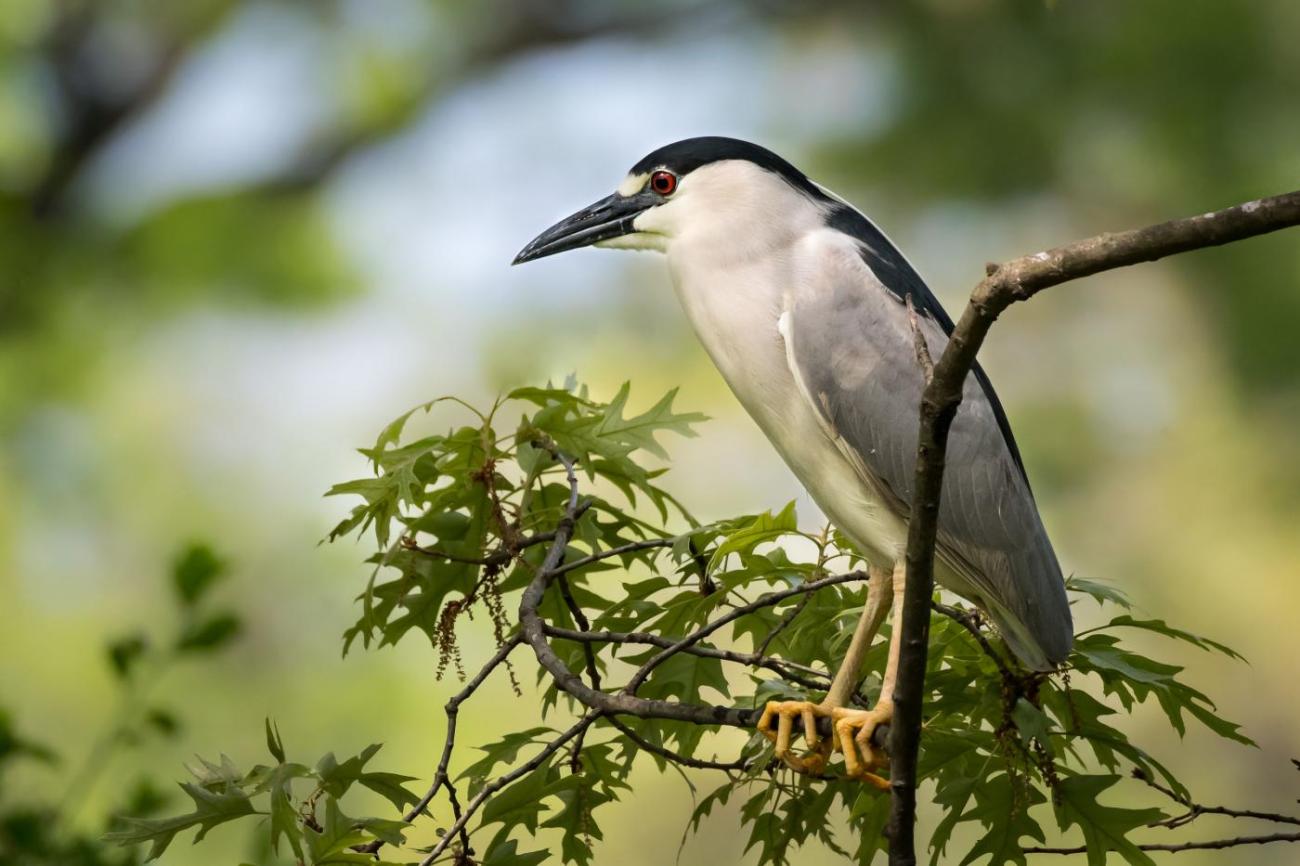 a black-crowned night heron perched on a branch