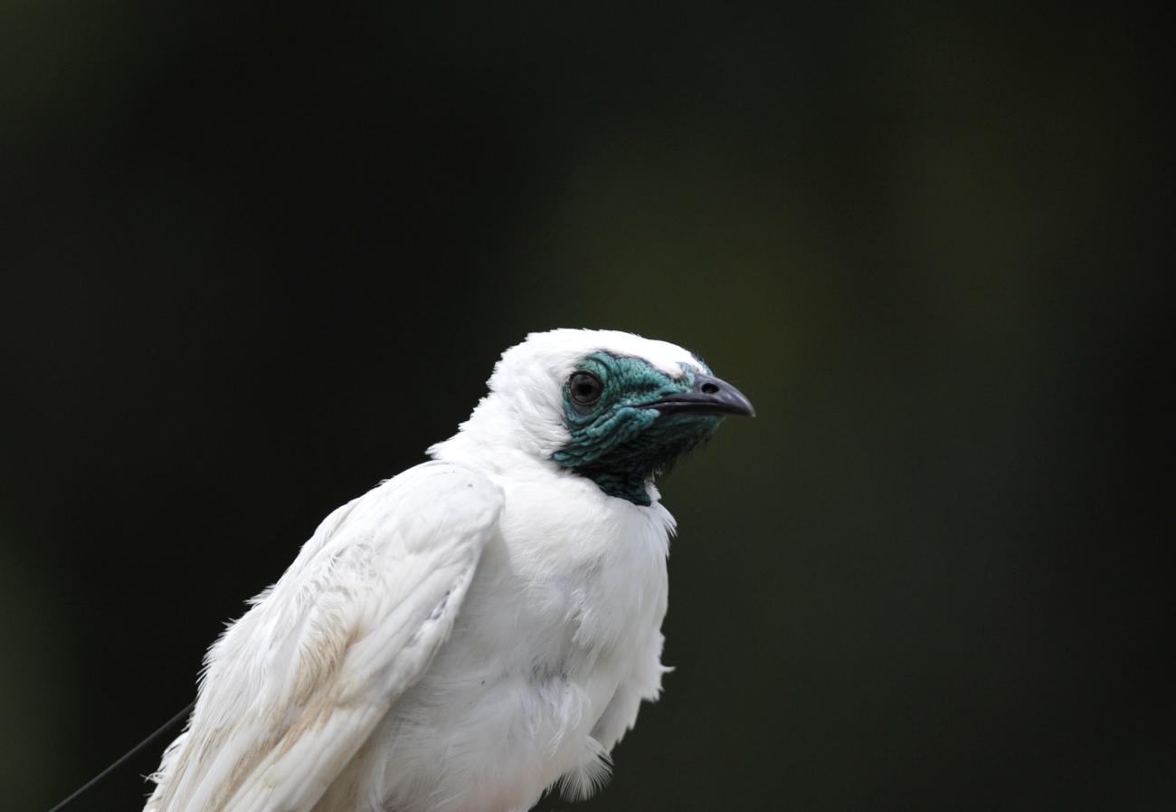 a white bird against a black background