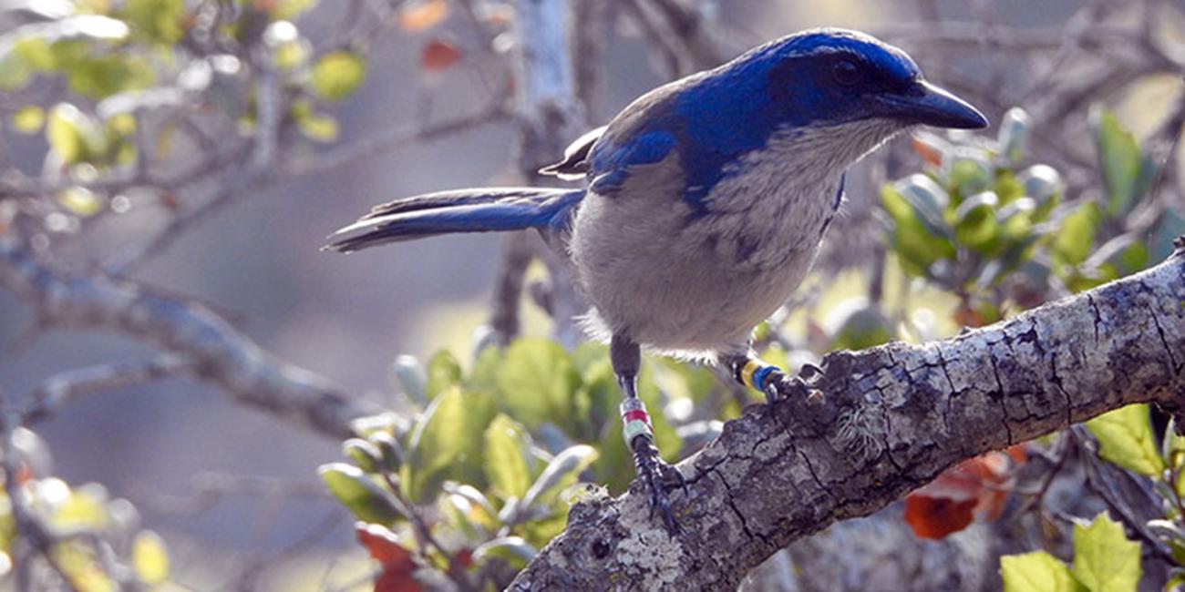 large, long-tailed bird