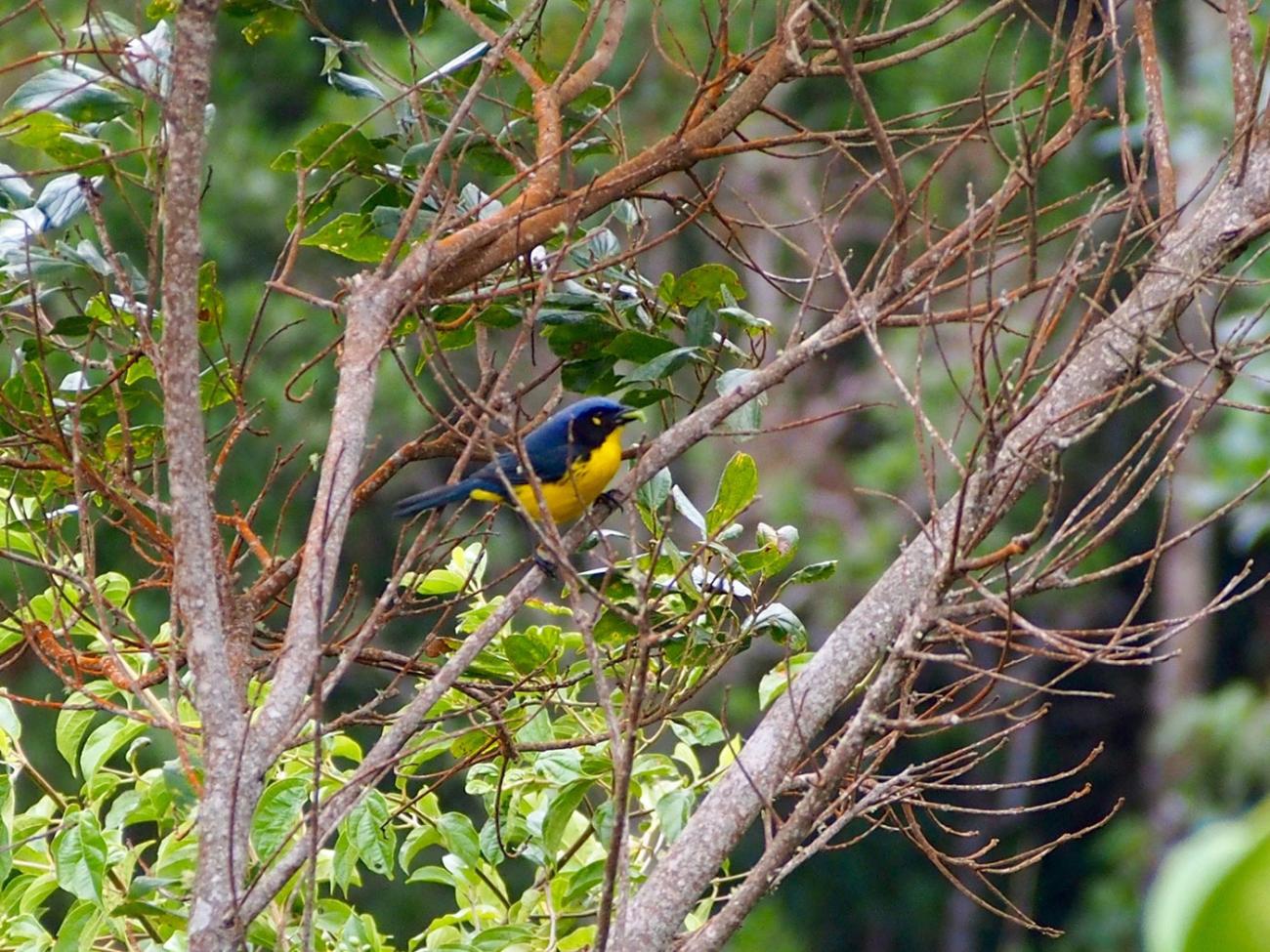 brightly-colored songbird eating a caterpillar