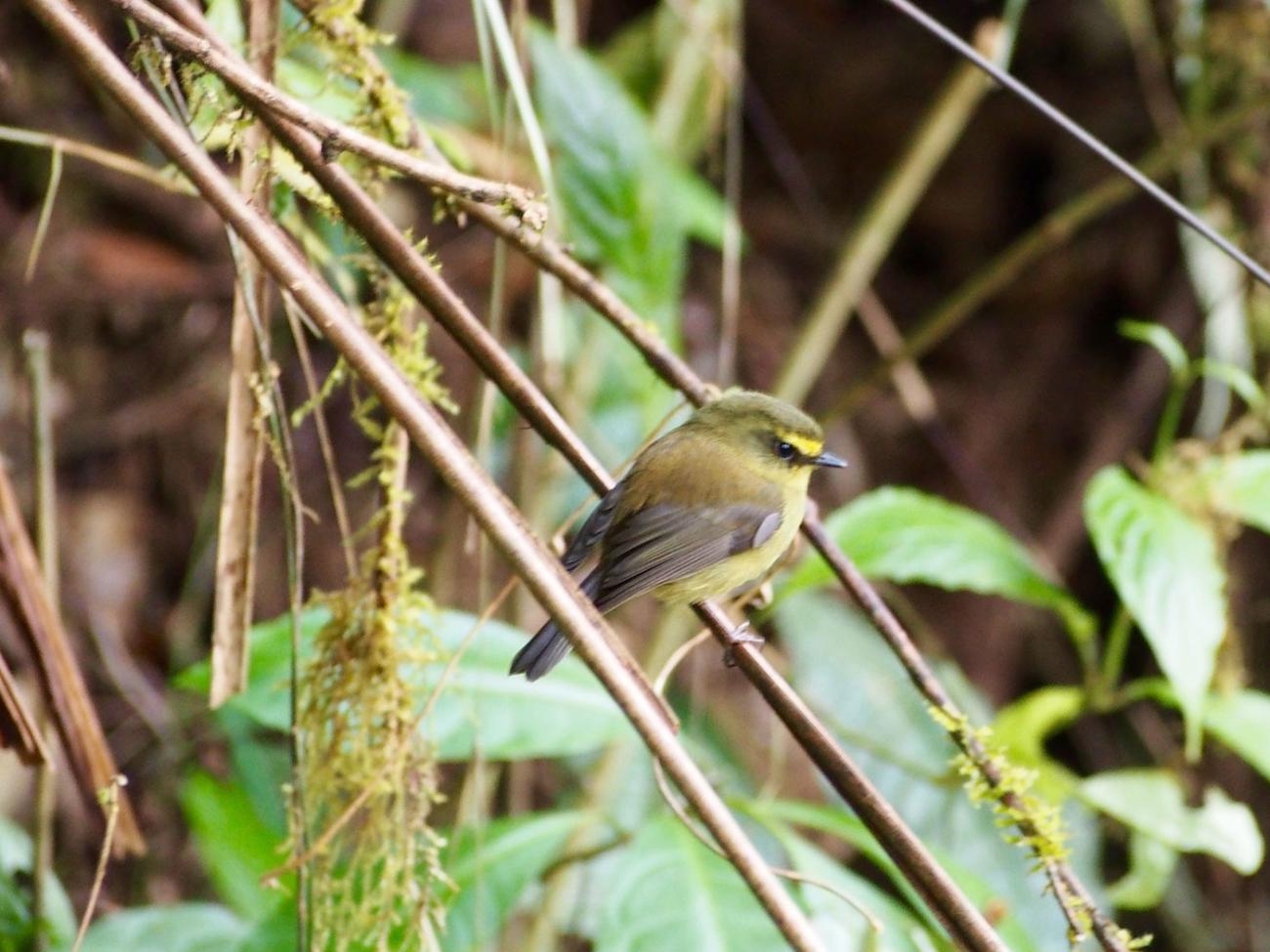 diminutive songbird with a striking face pattern